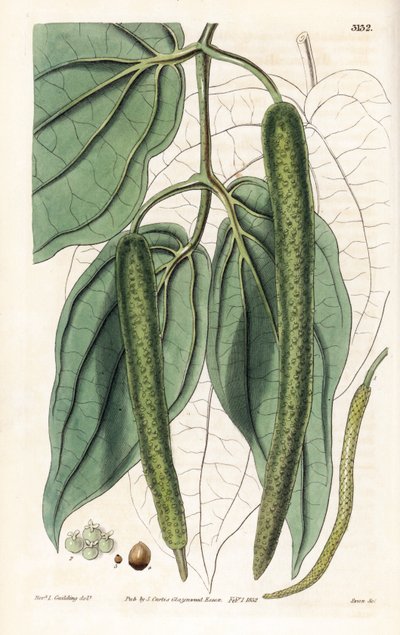 Betel - Betel-pippuri, Piper betle. Swanin käsin tekemä kuparikaiverrus pastori L. Gouldingin kuvituksen mukaan Samuel Curtisin "Botanical Magazine" -lehdestä, Lontoo. tekijältä Unbekannter Künstler