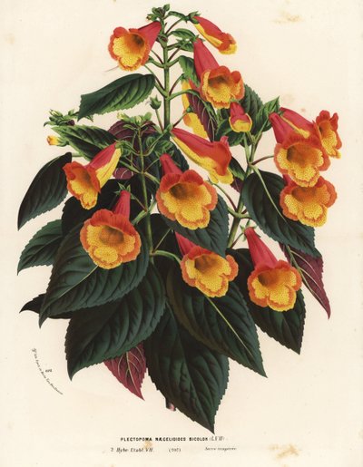 Bicolor Achimenantha x naegelioides -lajike (Plectopoma naegelioides bicolor). Käsin väritetty litografia Louis van Houtten ja Charles Lemairen teoksesta Flowers of the Gardens and Hothouses of Europe, Flore des Serres et des Jardins de l