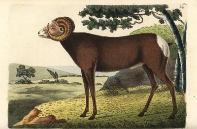 Bighorn- tai kanadalainen lammas. Ovis canadensis. Richard Polydore Nodderin piirtämä ja kaiverrettu kuva. Käsinväritetty kuparikaiverrus George Shaw