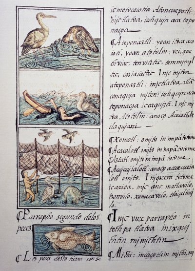 Lintujen metsästys järvelle, sivu Firenzen Codexista, kaksikielinen versio espanjaksi ja nahuatliksi, General History of the Things of New Spain, espanjalainen lähetyssaarnaaja Fray Bernardino de Sahagun (1499-1590). Atsteekkien sivilisaatio tekijältä Benjamin Baud