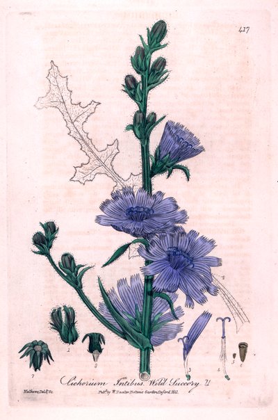 Bitter Chicoree (Cichorium intybus) Kasvitieteellinen laatta William Baxterin ja Charles Mathewsin "British Phaenogamous Botany" -teoksesta 1841. tekijältä Unbekannter Künstler