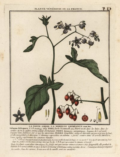 katkeransuloinen yösuoma, Solanum dulcamara. tekijältä Unbekannter Künstler