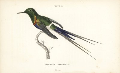 Mustapyrstötiainen, Discosura langsdorffi (Langsdorffin kolibri, Trochilus langsdorffii). William Lizarsin käsin väritetty teräskaiverrus Sir William Jardinen Naturalist