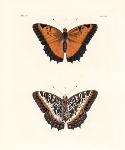 Mustareunuskaali, Charaxes pollux, yläpuoli 1, alapuoli 2. Käsin väritetty litografia John O. Westwoodin uudesta painoksesta Dru Druryn teoksesta "Illustrations of Exotic Entomology", Bohn, Lontoo. tekijältä Unbekannter Künstler