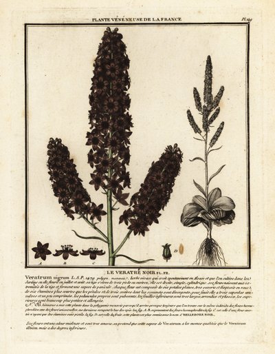 Fals el·lèbor negre, Veratrum nigrum. finlandès tekijältä Unbekannter Künstler