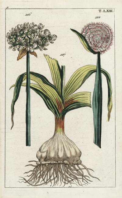 Musta valkosipuli, Allium nigrum 186, ja sipuli, Allium cepa, sipuli 187 ja kukka 188. Käsinväritetty kuparikaiverrus kasvitieteellisestä kuvituksesta G. T. Wilhelmin teoksesta "Unterhaltungen aus der Naturgeschichte" (Luonnonhistorian tietosanakirja). tekijältä Unbekannter Künstler