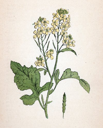 Mustasinappi (Brassica nigra) (mustasinappi) Kasvitieteellinen kilpi Paul Hariotin teoksesta "Atlas colorie des plantes medicinales". tekijältä Unbekannter Künstler