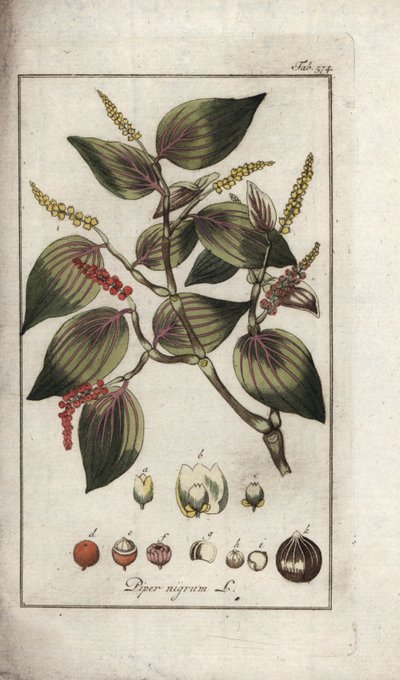Mustapippuri (Piper nigrum). Litografia Johannes Zornin (1739-1799) teoksesta "Afbeelding der Artseny-Gewassen", Alankomaat. tekijältä Unbekannter Künstler
