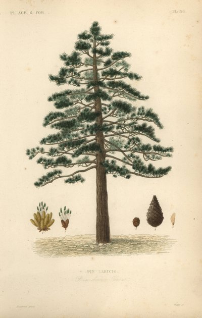 Mustamänty tai itävaltalainen mänty, Pinus nigra subsp tekijältä Unbekannt