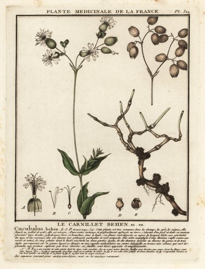 Virtsarakon kampi, Silene vulgaris. tekijältä Unbekannter Künstler
