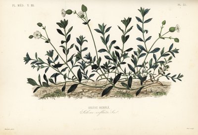 Virtsarakon mestari, Silene vulgaris, Silene inflata, Silene renfle tekijältä Unbekannt