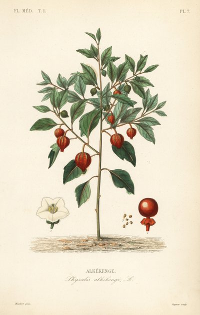 Virtsarakkokirsikka tai kiinalainen lyhty, Physalis alkekengi, Alkekenge tekijältä Unbekannt
