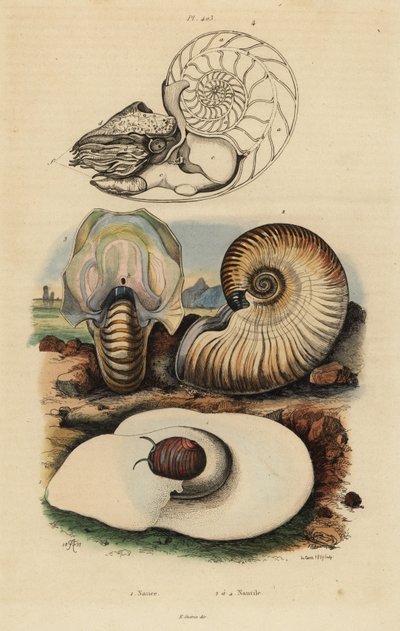 Virtsarakkokuun etana, Neverita didyma 1, crusty nautilus, Nonion navel 2 ja chambered nautilus, Nautilus pompilius 3,4 tekijältä Unbekannt