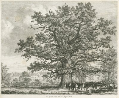 Blithfield - Squitch-bank Oak: etsaus, 1824 tekijältä Unbekannt