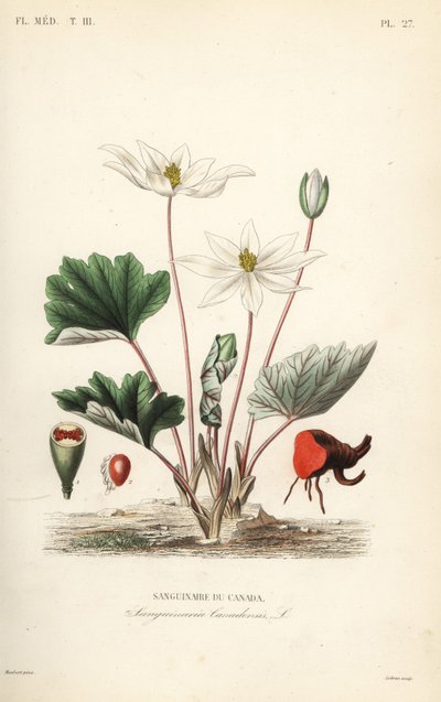 Bloodroot, Sanguinaria canadensis, Bloodthirsty Canada tekijältä Unbekannt
