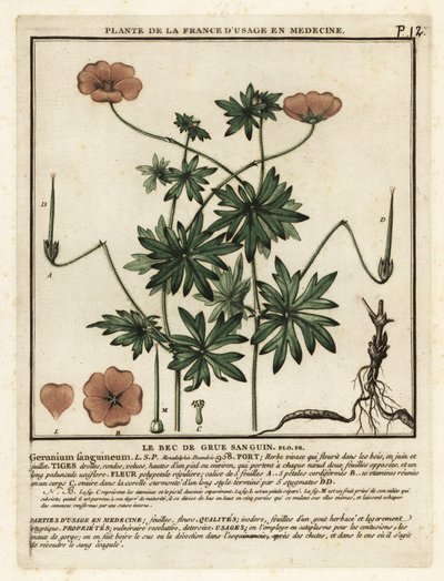 Verinen kurkun nokka, Geranium sanguineum. tekijältä Unbekannter Künstler