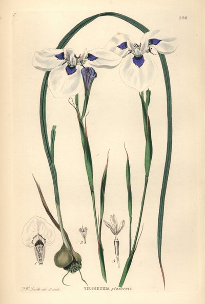 Blue-eyed Uintjie tai Blouooguintjie, Moraea aristata (Ocellate viesseuxia, Vieusseuxia glaucopis). Frederick W. Smithin piirtämä ja kaiverruttama käsinvärinen kuparilevy John Lindleyn ja Robert Sweetin teoksesta Ornamental Flower Garden and Shrubbery, G.  tekijältä Unbekannter Künstler
