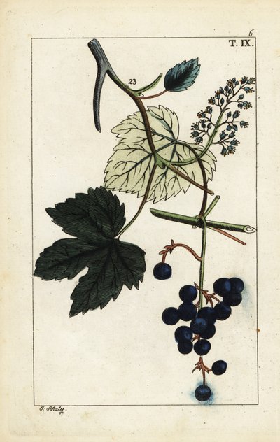 Siniset viinirypäleet viiniköynnöksessä, Vitis vinifera. tekijältä Unbekannter Künstler