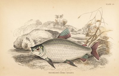 Bocachico tai koulimata, Prochilodus rubrotaeniatus (kalpea punaruutuinen lohikarppi, Prochilodus rubro-taeniatus). W.H. Lizarsin käsin tekemä teräskaiverrus James Stewartin kuvituksen mukaan Robert Schomburgin teoksesta Fishes of Guiana, joka on osa Sir W tekijältä Unbekannter Künstler