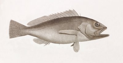 Bodian Melanure, lähikuva tekijältä Unbekannt