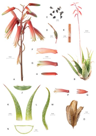Kasvitieteellinen lauta / Aloe / Aloe tekijältä Unbekannt