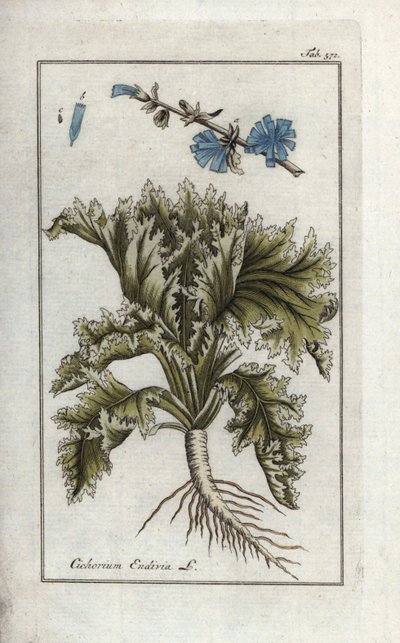 Kasvitieteellinen nimi: Endive, Cichorium endivia. Käsin värjätty kuparipainettu kasvitieteellinen kaiverrus Johannes Zornin teoksesta "Afbeelding der Artseny-Gewassen", Jan Christiaan Sepp, Amsterdam. tekijältä Unbekannter Künstler