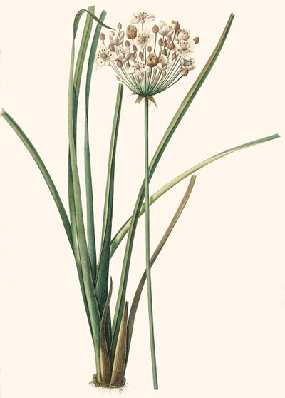Kasvitieteellinen kuva/Rdoute/Butomus umbellatus/Umbelly Butome/Flower Bangle tekijältä Unbekannt