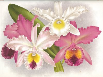 Kasvitieteellinen lauta/Cattleya labiata/Lindenia tekijältä Unbekannt