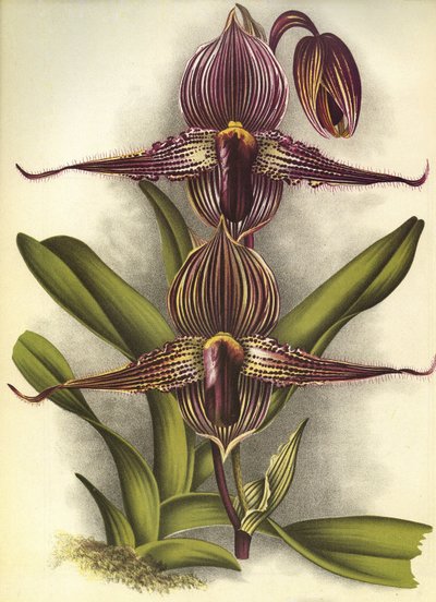 Kasvitieteellinen lauta/Paphiopedilum rothschildianum/Lindenia tekijältä Unbekannt