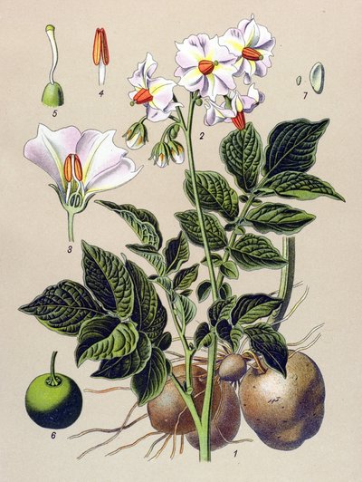 Kasvitieteellinen lauta, perunakasvi, peruna (Solanum tuberosum) tekijältä Unbekannter Künstler