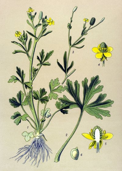 Kasvitieteellinen lauta. Venenous (myrkyllinen): leinikkisseleraatti tai sellerinlehtiherkku (Ranunculus sceleratus) tekijältä Unbekannter Künstler