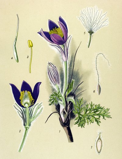 Kasvitieteellinen lauta. Myrkyllinen (myrkyllinen) ja lääkekasvi: Anemone Pulsatilla tai Common Pulsatilla (Anemone pulsatilla, Pulsatilla vulgaris) tekijältä Unbekannter Künstler