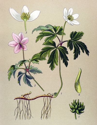 Kasvitieteellinen lauta. Venenous (myrkyllinen) ja lääkekasvi: Anemone sylvie tai metsävuokko (Anemone nemorosa) tekijältä Unbekannter Künstler