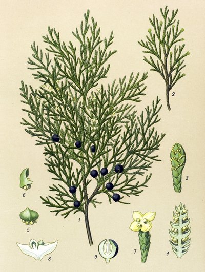 Kasvitieteellinen lauta. Venenous (myrkyllinen) ja lääkekasvi: Sabiinikataja (Juniperus sabina) tekijältä Unbekannter Künstler