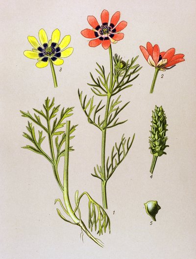 Kasvitieteellinen lauta. Venenous (myrkyllinen) ja lääkekasvi: Summer Adonis (Adonis aestivalis) tekijältä Unbekannter Künstler
