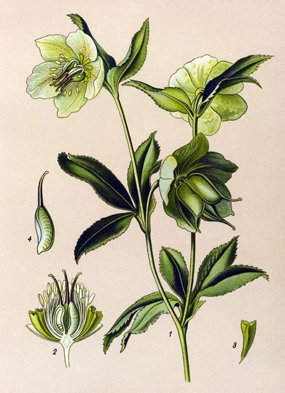 Kasvitieteellinen lauta. Veneen (myrkyllinen) ja lääkekasvi: vihreä hellebore (Helleborus viridis) tekijältä Unbekannter Künstler