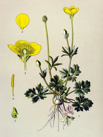 Kasvitieteellinen lauta. Venenouskasvi (myrkyllinen): Sipuli leinikki tai kultasilmu (Ranunculus bulbosus) tekijältä Unbekannter Künstler
