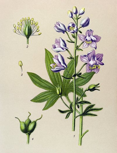 Kasvitieteellinen lauta. Veneen kasvi (myrkyllinen): Dolphinella staphysagria (Delphinium staphysagria) tekijältä Unbekannter Künstler