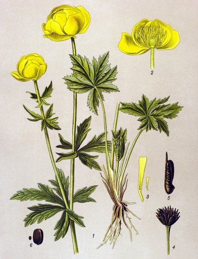 Kasvitieteellinen lauta. Veneen kasvi (myrkyllinen): Euroopan peikko (Trollius europaeus) tekijältä Unbekannter Künstler
