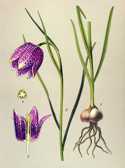 Kasvitieteellinen lauta. Veneen kasvi (myrkyllinen): helmikana tai "helmikana" (Fritillaria meleagris) tekijältä Unbekannter Künstler