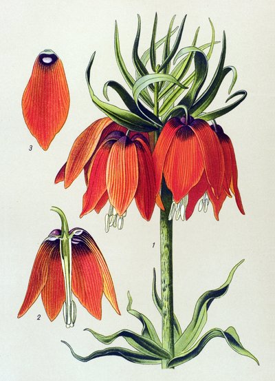 Kasvitieteellinen lauta. Veneen kasvi (myrkyllinen): imperiale fritillaria imperialis tekijältä Unbekannter Künstler