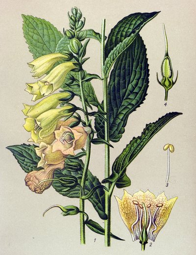 Kasvitieteellinen kartonki, kasvi: Isokukkainen digitaalinen (Digitalis grandiflora) tekijältä Unbekannter Künstler