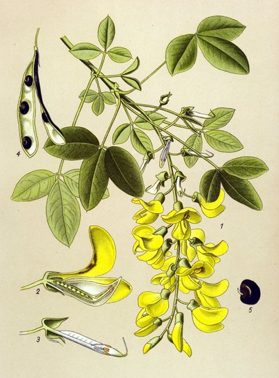 Kasvitieteellinen lauta, kasvi: tavallinen cytistis tai väärä eebenpuu (Cytisus Laburnum) tekijältä Unbekannter Künstler