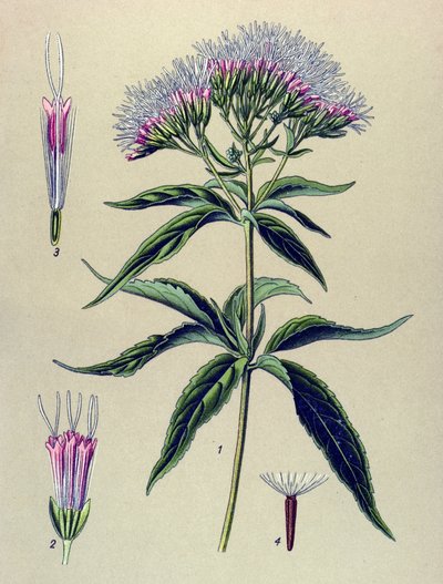 Kasvitieteellinen lauta, kasvi: Hampunlehtinen eupatorium (Eupatorium cannabinum) tekijältä Unbekannter Künstler