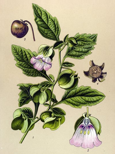 Kasvitieteellinen lauta, kasvi: Perou-päärynä tai Perou-omena (Nicandra physaloides) tekijältä Unbekannter Künstler