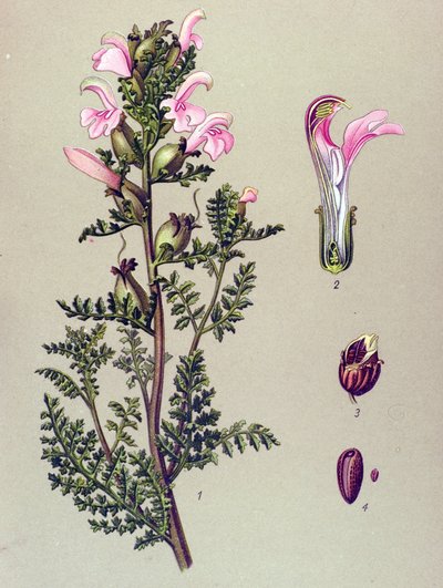 Kasvitieteellinen lauta, kasvi: Suon pedikulaarinen (Pedicularis palustris) tekijältä Unbekannter Künstler