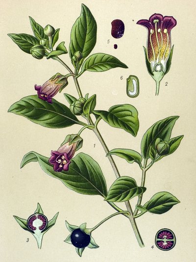 Kasvitieteellinen lauta, La belladonna (Atropa belladonna) kasvi tekijältä Unbekannter Künstler