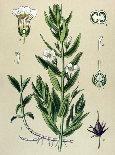 Kasvitieteellinen lauta, kasvi: gratiole officinale (Gratiola officinalis) tekijältä Unbekannter Künstler
