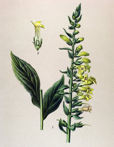 Kasvitieteellinen levy, kasvi: keltainen tai pieni digitaalinen (Digitalis lutea) tekijältä Unbekannter Künstler