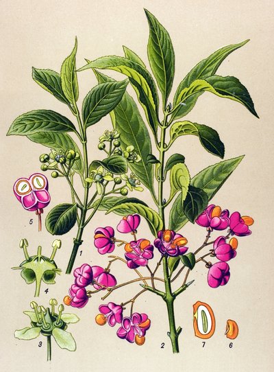 Kasvitieteellinen lauta, myrkyllinen kasvi: eurooppalainen puuhiili (Euonymus europaeus) tekijältä Unbekannter Künstler